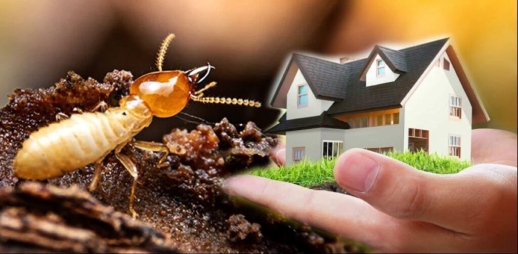 termite control services