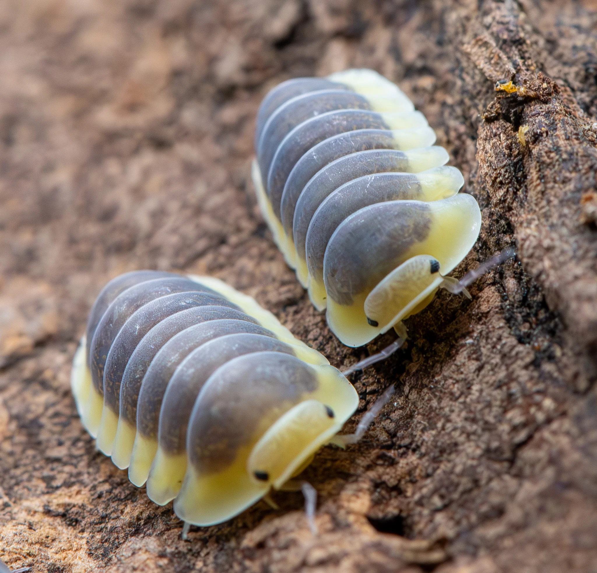 Rubber Ducky Isopods